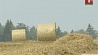 В Брестской и Гомельской областях уже убрано около 40% зерновых 