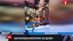 Наркоконтроль задержал двух любителей конопли, выращивающих растения у себя дома