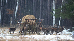 В Беловежской пуще начали зимнюю подкормку диких животных