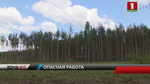 Следствие выясняет обстоятельства гибели двух вальщиков леса в Смолевичском районе