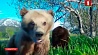 Первое видеоселфи сняли медведи в Камчатском заповеднике