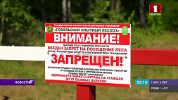 Запреты и ограничения на посещения лесов действуют во многих районах Беларуси