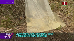В Минской области планируют собрать четыре тысячи тонн березового сока