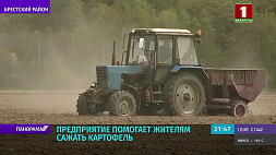 70 % картофеля, который созреет на полях предприятия "За мир", отправят в Россию