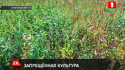 1,5 гектара конопли уничтожено в Славгородском районе