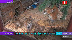 В Бобруйском районе лесники спасли трех рысят