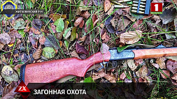 Загонная охота на кабана в Житковичах закончилась гибелью одного из охотников