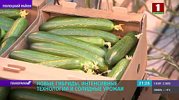 Солидные урожаи овощей выращивают в тепличном хозяйстве в Полоцком районе
