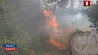 Десятки тысяч человек эвакуируют в Израиле из-за пожаров