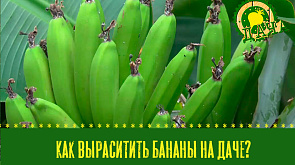 Как вырастить бананы на даче? | Защиты хризантемы зимой
