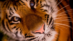 Международный день тигра отметят 29 июля в Минском зоопарке