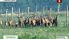 В самостоятельную жизнь в Гомельском районе выпустили 35 особей благородного оленя
