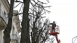 Деревья в Минске ожидает сезонная стрижка