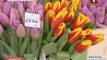 К праздникам только в Минске вырастили более 150 000 роз и тюльпанов 