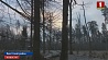 Трое жителей Брестского района подозреваются в незаконной охоте на зубра