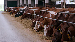 В Сенненском районе появится молочно-товарный комплекс на 1200 голов