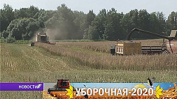 Массовая жатва зерновых со дня на день начнется в Беларуси