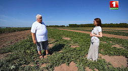 Как в Беларуси появилась идея выращивать арбузы?