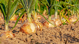 Чем подкормить лук и чеснок в июне - советы агронома