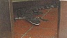 Житель Флориды в шутку забросил в кафе живого аллигатора
