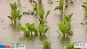 В Брестской области аграрии подсчитывают ущерб от стихии