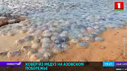 Тысячи гигантских медуз появились на побережье Азовского моря