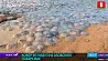 Тысячи гигантских медуз появились на побережье Азовского моря