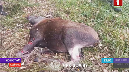 На белорусской границе продолжают гибнуть животные из-за ограждений со стороны соседних стран