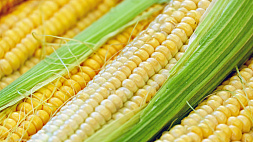 Белорусские аграрии убирают кукурузу на семена и делают ставку на отечественные сорта 