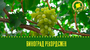 Как вырастить виноградного рекордсмена на белорусской даче | Жгучие перцы