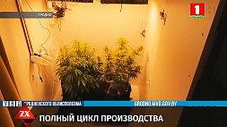 Мини-парник с марихуаной нашла милиция дома у жителя Гродно