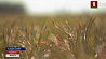 В Минской области начался массовый сев ранних яровых зерновых и зернобобовых культур