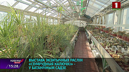 Выставка экзотических растений "Изумрудные колючки" проходит в Ботаническом саду