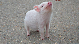 Свинью, органы которой могут быть пересажены людям, вывели в Японии
