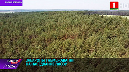 Леса в 19-ти районах Минской области запрещено посещать