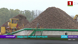 Какие виды на урожай сахарной свеклы, рассказал начальник управления концерна "Белгоспищепром"