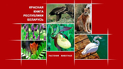 Новое издание Красной книги Беларуси пополнится более чем 300 видами растений
