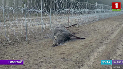 Смертоносный забор на границе с ЕС - на белорусско-литовском участке обнаружили трупы лося и косули 