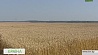 В Гродненской области намолочено 550 тысяч тонн зерна
