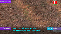 В Витебской области лен вытереблен на 90 % площадей