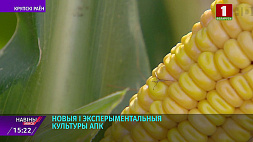 Сельхозорганизации Минской области завершают сев ранних яровых зерновых