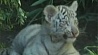 В зоопарке Буэнос-Айреса выбирают имена трем бенгальским белым тигрятам