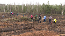 Команда Исполкома СНГ участвует в акции "Неделя леса" 