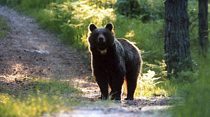 В Италии казнят медведя за убийство во время пробежки