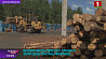 Производство пеллетов, поддонов и брикета планируют запустить лесхозы Минской области