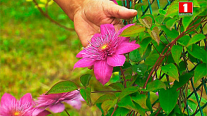 Секреты садово-огородной науки, как вырастить клематис - в программе Дача