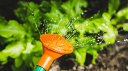 Как правильно поливать огород в жару - советы специалистов