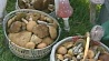 В Пружанском районе впервые прошел чемпионат по сбору грибов