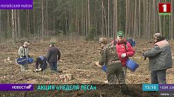 В Беларуси продолжается акция "Неделя леса": участвуют все - от школьников до руководства страны