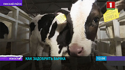 Пинский район - лидер в стране по выращиванию крупного рогатого скота